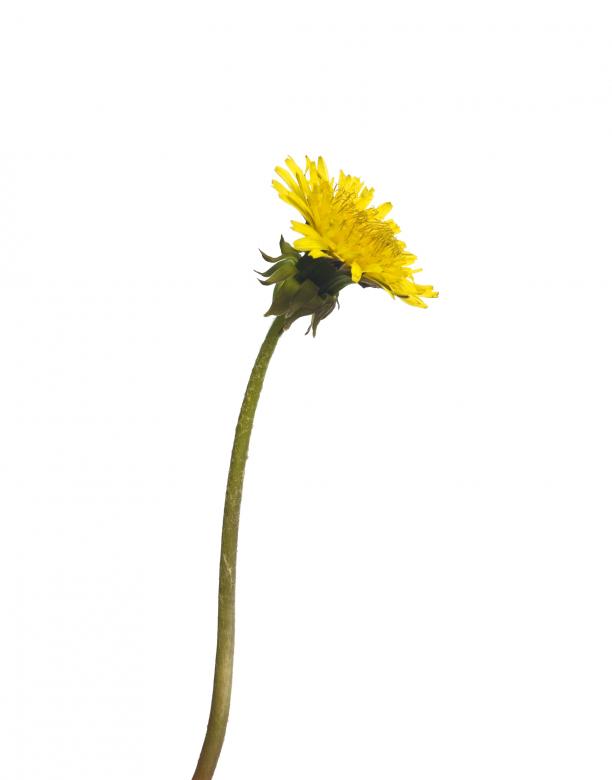 Free stock image of flowers created by 2happy