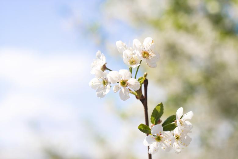 Free stock image of flowers created by 2happy