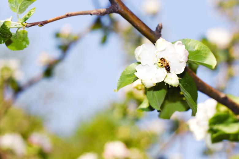 Free stock image of flowers created by 2happy