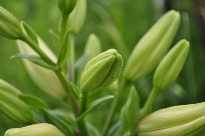 Free stock image of Buds created by Berdnik Oleksander
