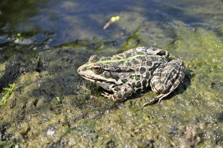 Free stock image of Frog created by Berdnik Oleksander