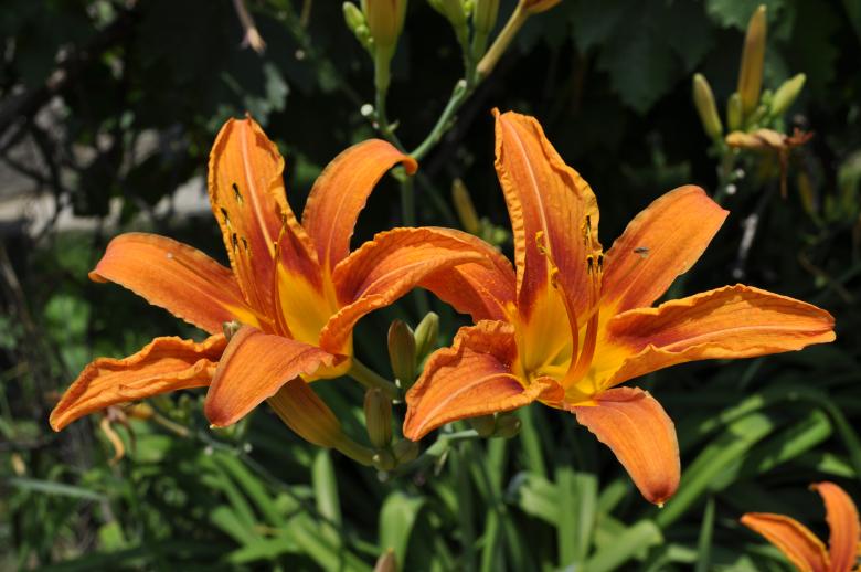 Free stock image of Orange lily created by Berdnik Oleksander