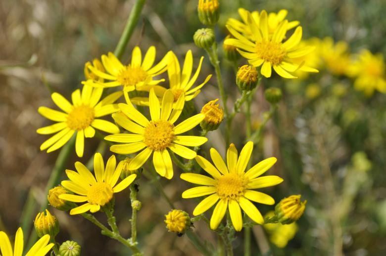 Free stock image of Yellow flowers created by Berdnik Oleksander