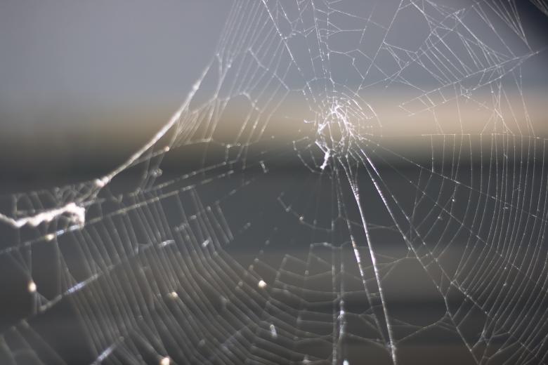 Free stock image of spider web created by 2happy