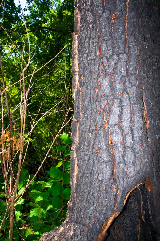Free stock image of forest scene created by 2happy