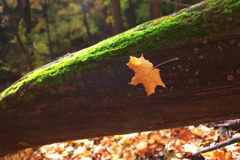 Free stock image of autumn scene created by 2happy