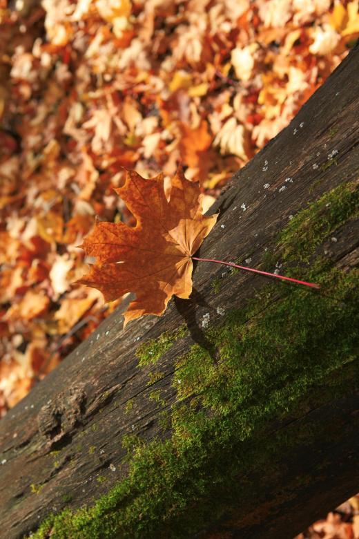 Free stock image of autumn scene created by 2happy