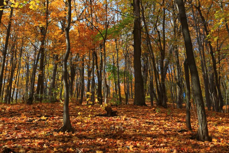 Free stock image of autumn scene created by 2happy