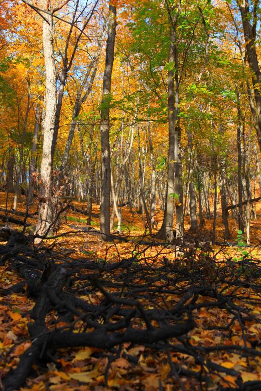 Free stock image of autumn scene created by 2happy