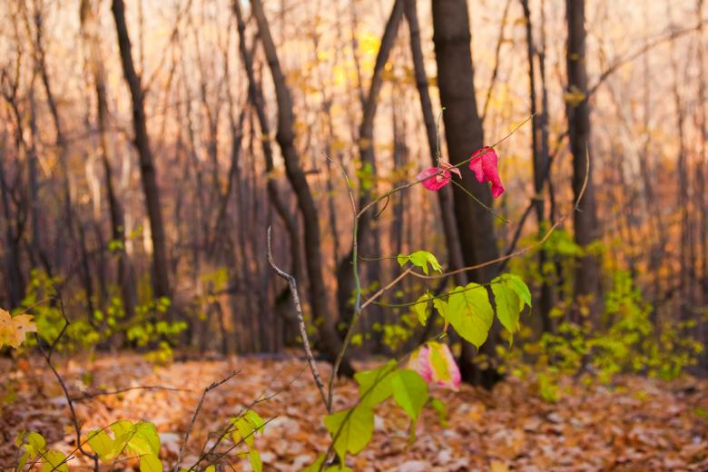 Free stock image of autumn scene created by 2happy