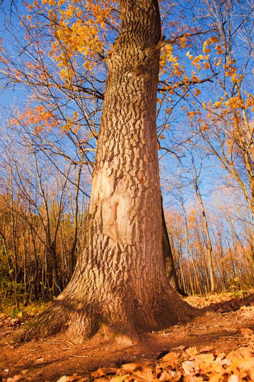 Free stock image of autumn scene created by 2happy
