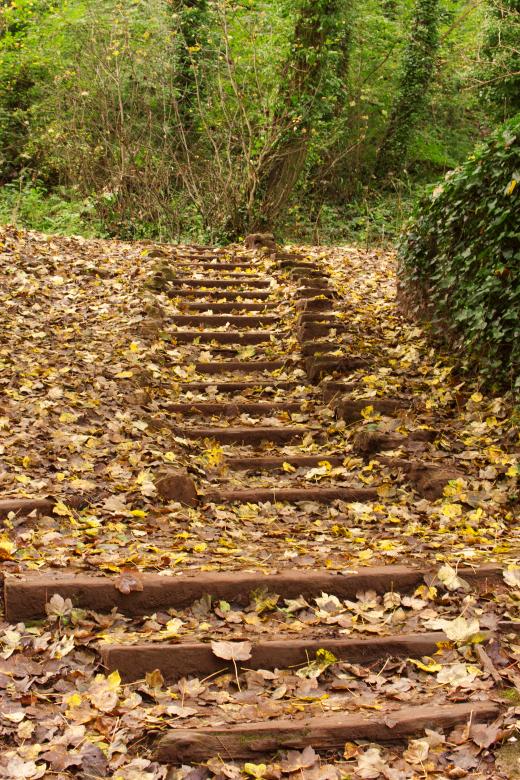 Free stock image of Path in the woods created by Andy Fox