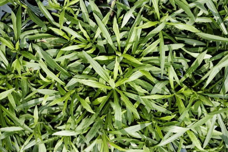 Free stock image of Green Abstract Plant created by 2happy