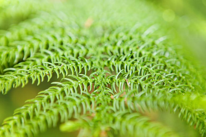 Free stock image of Green Fern Plant created by 2happy