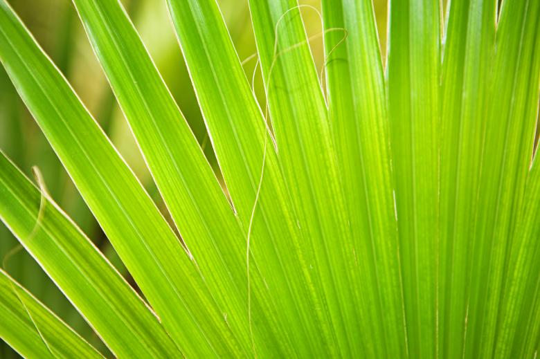 Free stock image of plant created by 2happy