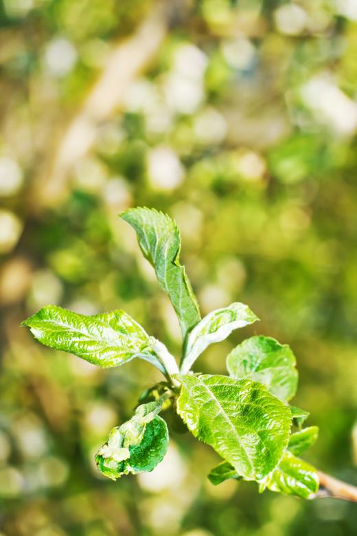Free stock image of plant created by 2happy