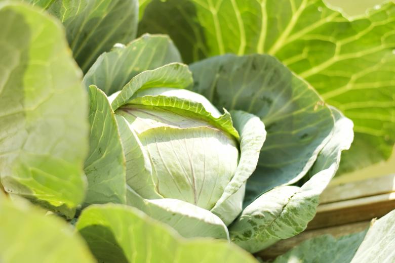 Free stock image of cabbage  created by 2happy