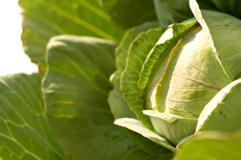 Free stock image of cabbage  created by 2happy