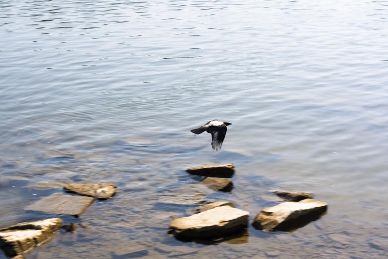 Free stock image of bird created by 2happy