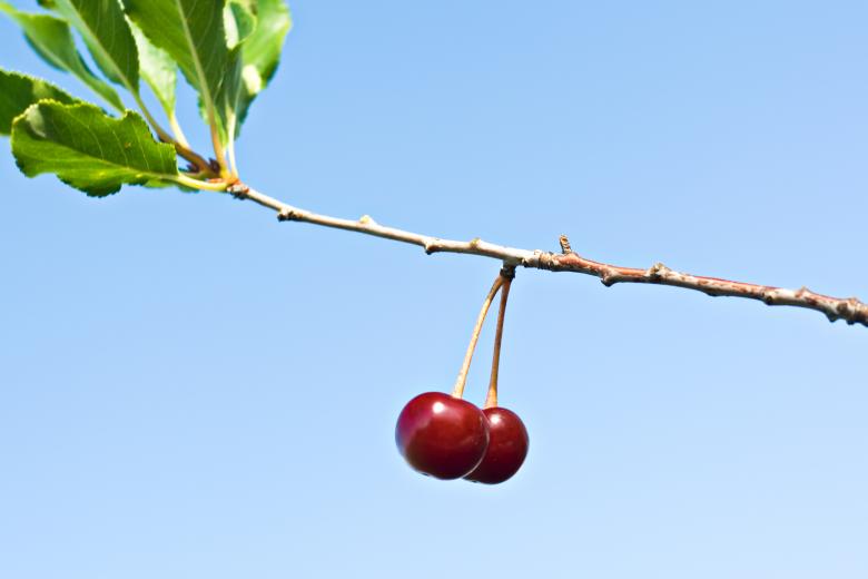 Free stock image of cherries created by 2happy