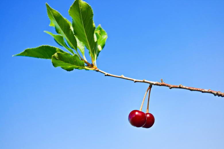 Free stock image of cherries created by 2happy