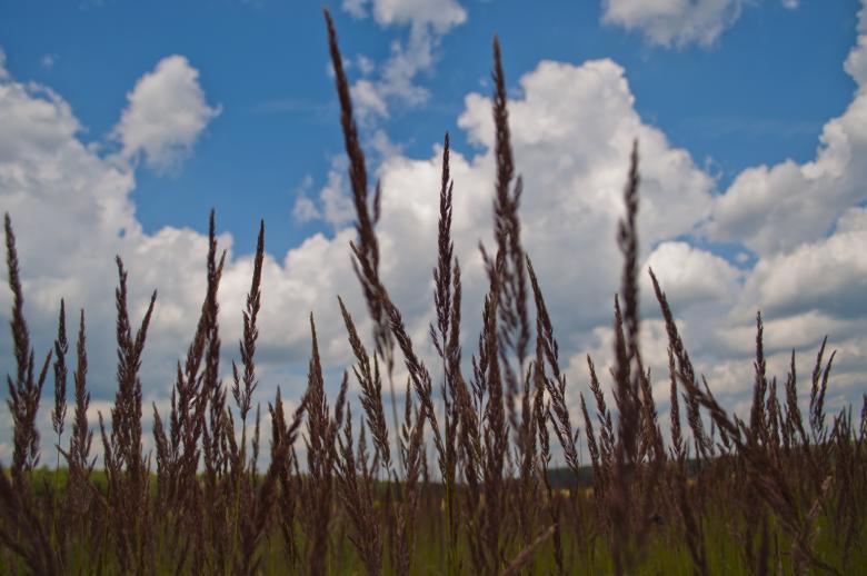 Free stock image of Grass created by Berdnik Oleksander