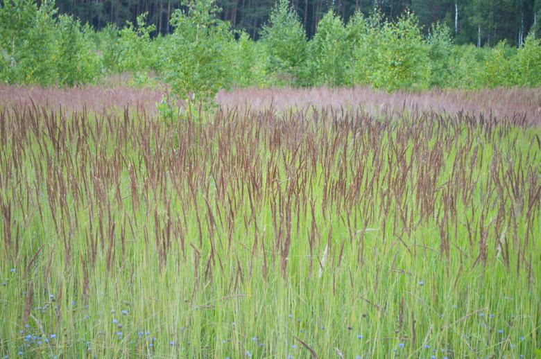 Free stock image of Grass created by Berdnik Oleksander