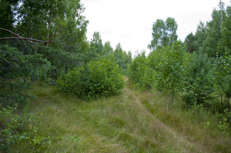 Free stock image of Forest created by Berdnik Oleksander