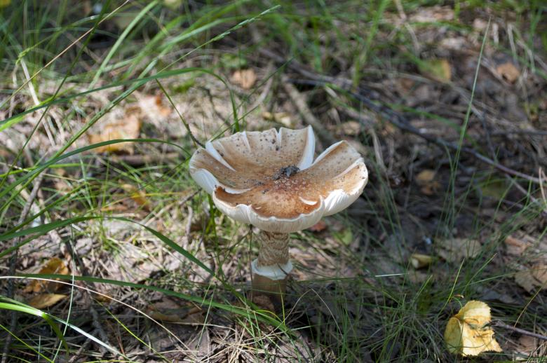 Free stock image of Mushroom created by Berdnik Oleksander