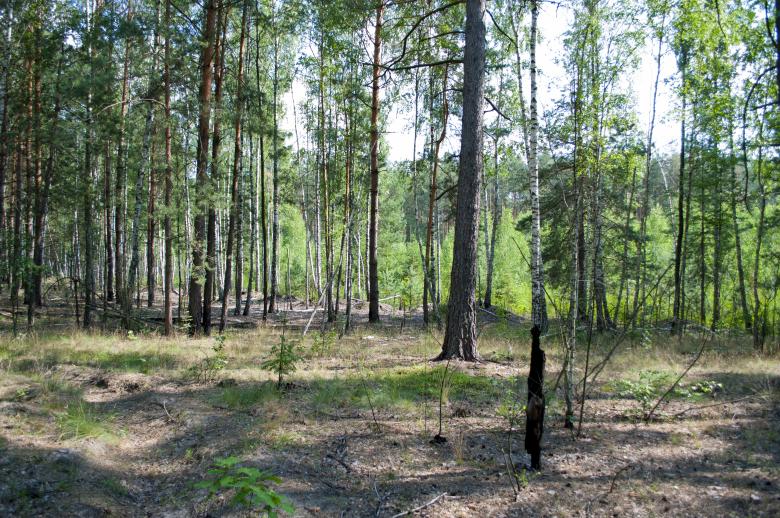 Free stock image of Forest created by Berdnik Oleksander