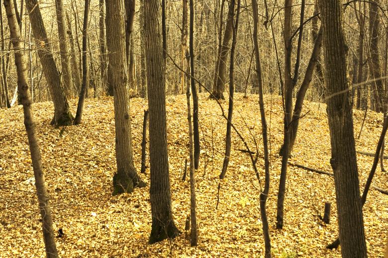 Free stock image of autumn  created by 2happy