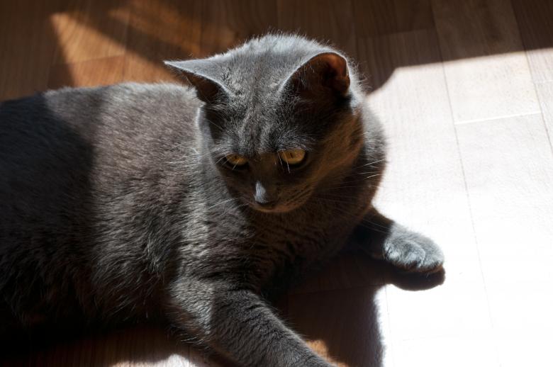 Free stock image of Cat created by Berdnik Oleksander