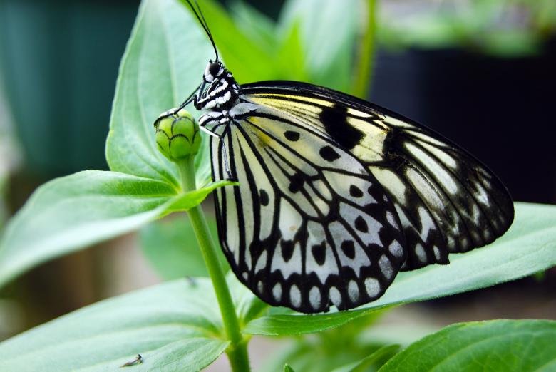 Free stock image of Butterfly Closeup created by Brian Norcross