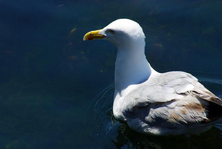 Free stock image of Seagull Closeup created by Brian Norcross