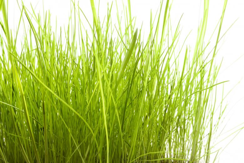 Free stock image of Tall Green Grass  created by 2happy