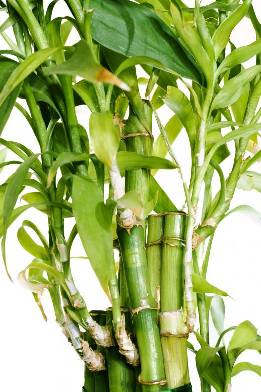 Free stock image of Plant created by 2happy