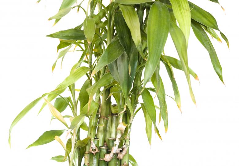 Free stock image of Plant created by 2happy