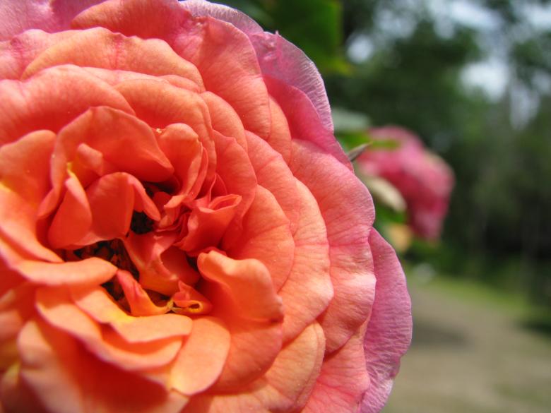 Free stock image of Red Rose created by BobbY