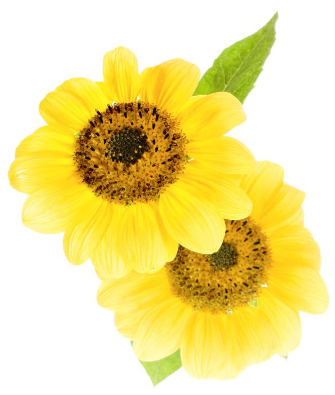 Free stock image of Sunflowers created by 2happy