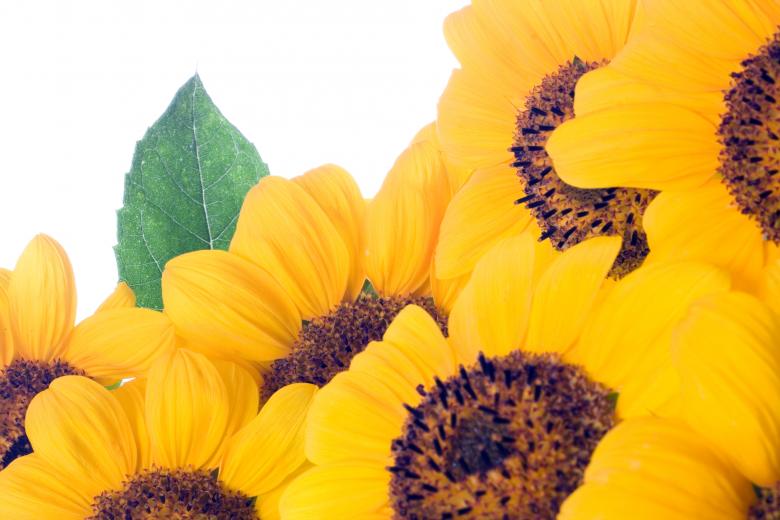Free stock image of Sunflowers Closeup created by 2happy