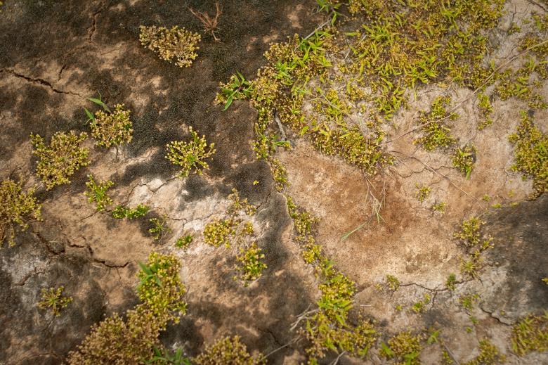Free stock image of Soil Surface created by Bjorgvin
