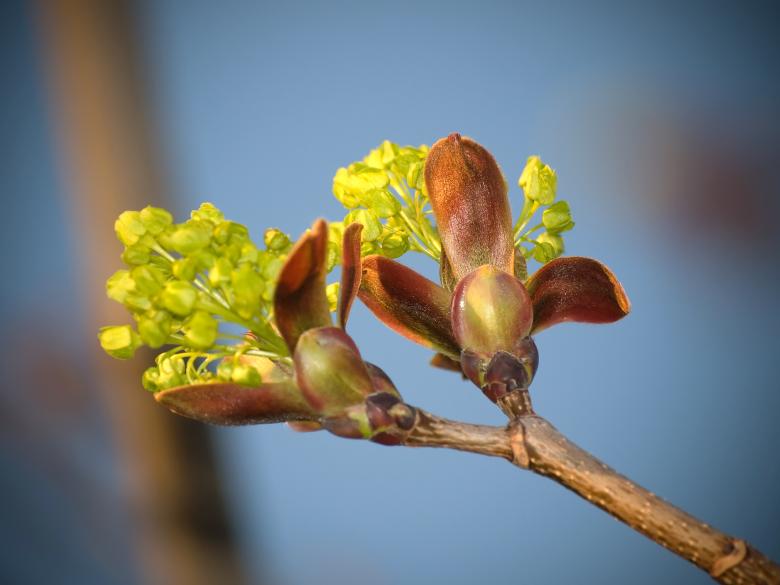 Free stock image of Springtime created by Christopher Ashworth