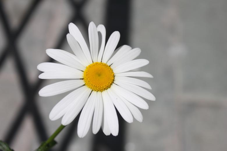 Free stock image of White n yellow created by kumar pal jain