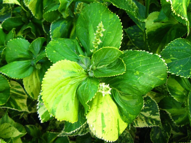 Free stock image of Green Leaves created by kumar pal jain