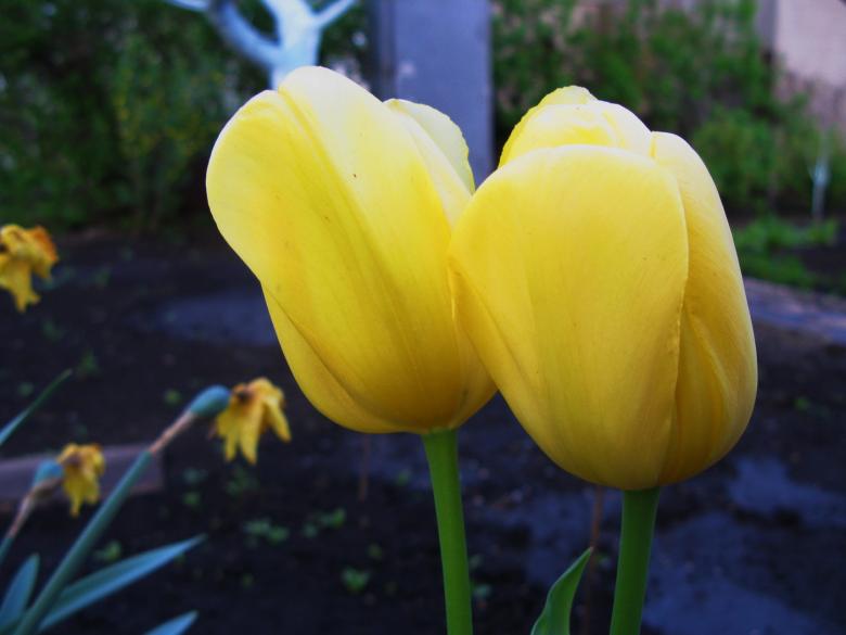 Free stock image of Tulips created by kumar pal jain