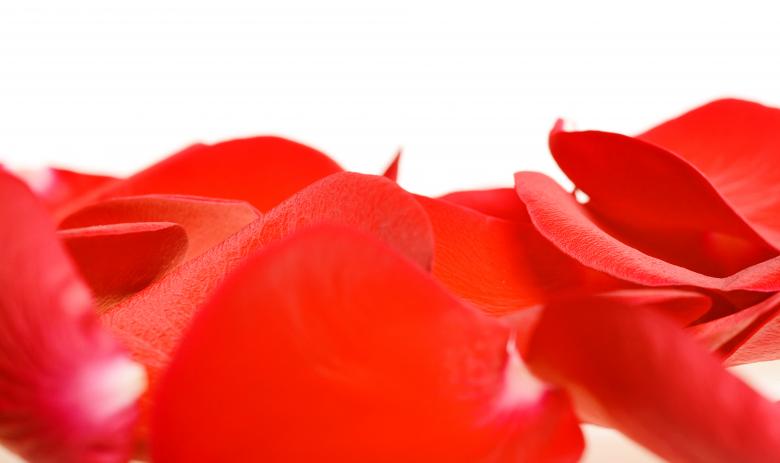 Free stock image of Rose petals created by 2happy