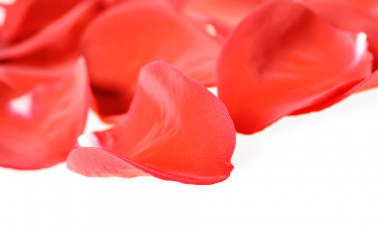 Free stock image of Rose petals created by 2happy