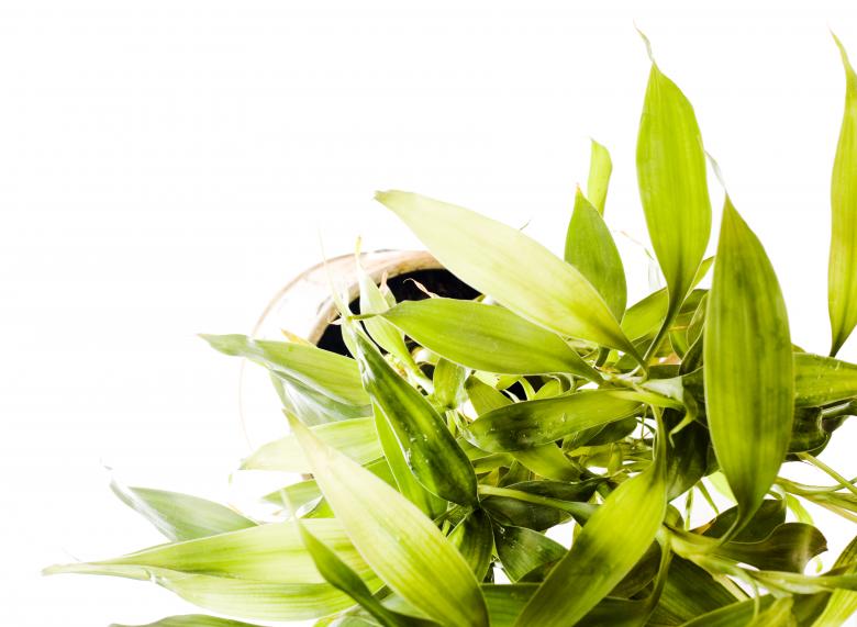 Free stock image of Green Pot Plant  created by 2happy