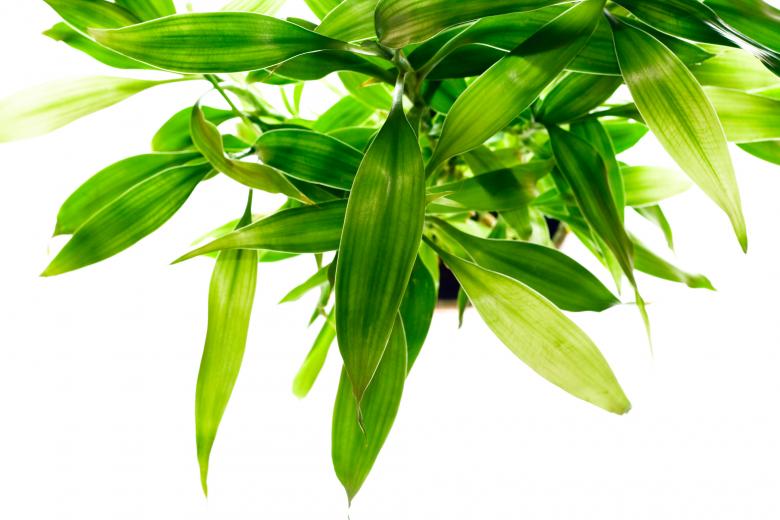 Free stock image of Green Plant Leaves created by 2happy
