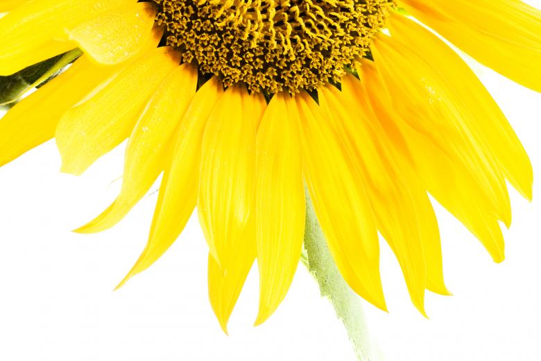 Free stock image of Sunflower  created by 2happy